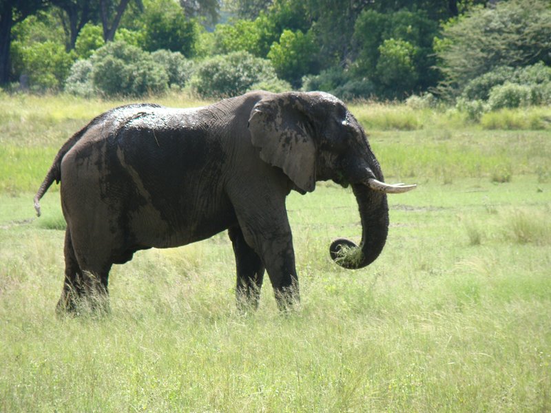 African elephant photography