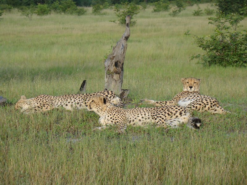 Cheetah land speed record