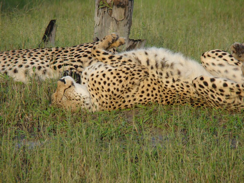 Africas Cheetah