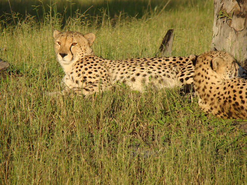 Cheetah photograpy
