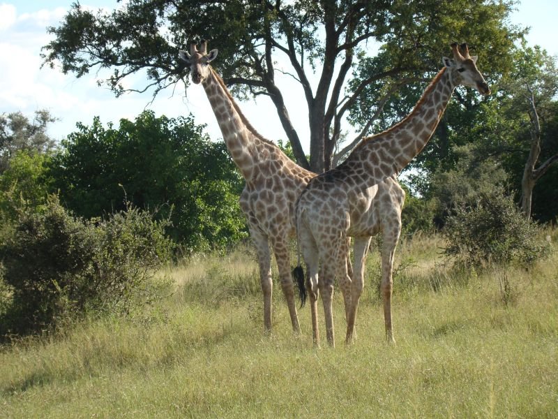 Giraffes southern Africa