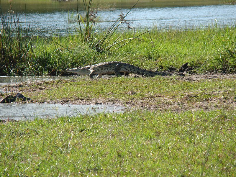 Crocodile photography