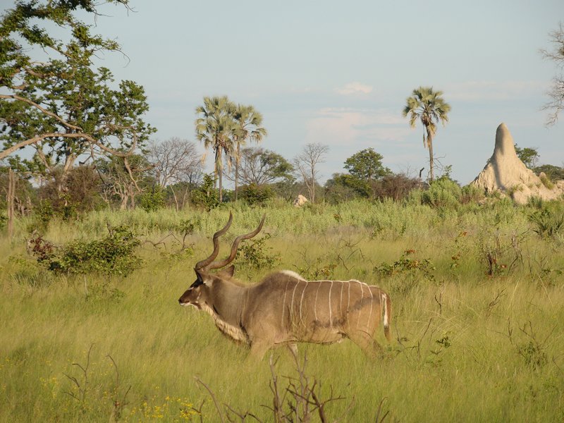 Tracking Okavango Delta