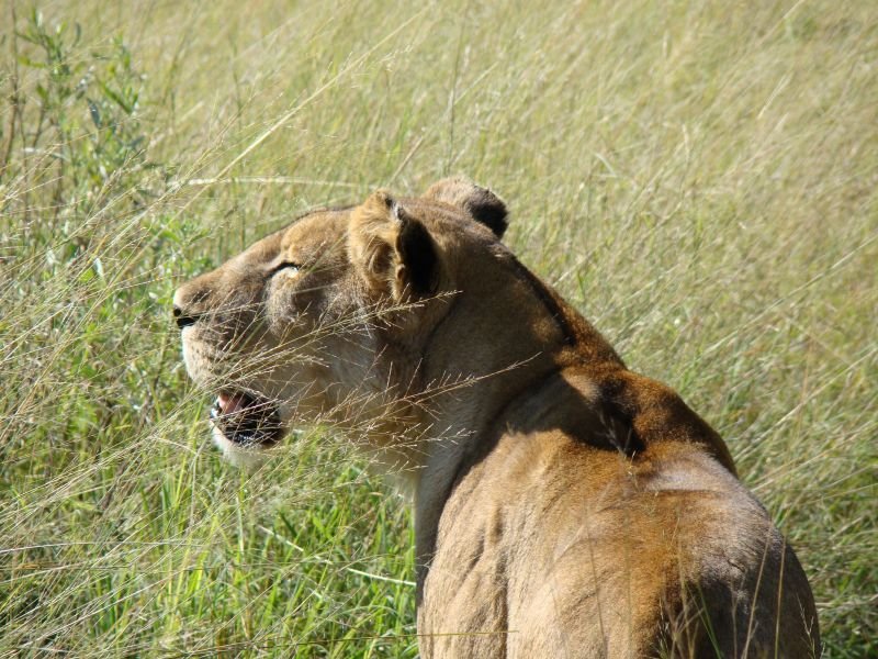 Lioness Botswana