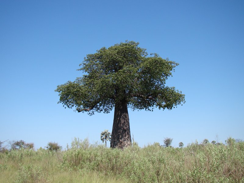 Trees of southern Africa