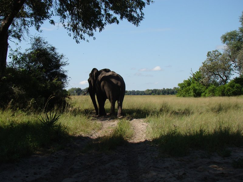 Walking safari Botswana
