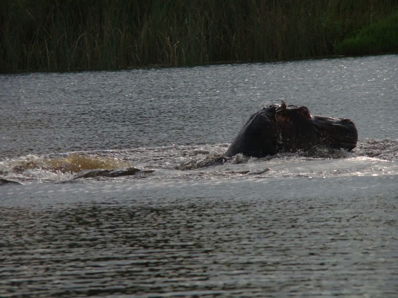 Hippos Botswana