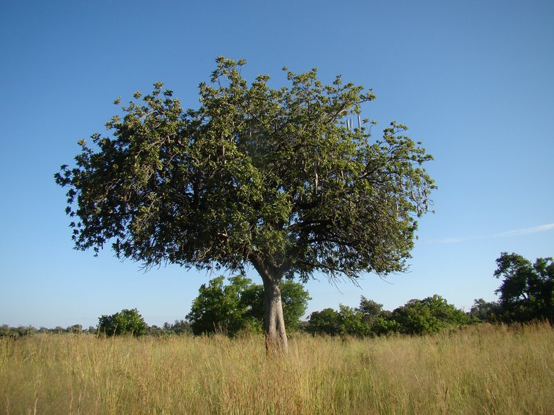 Trees of southern Africa