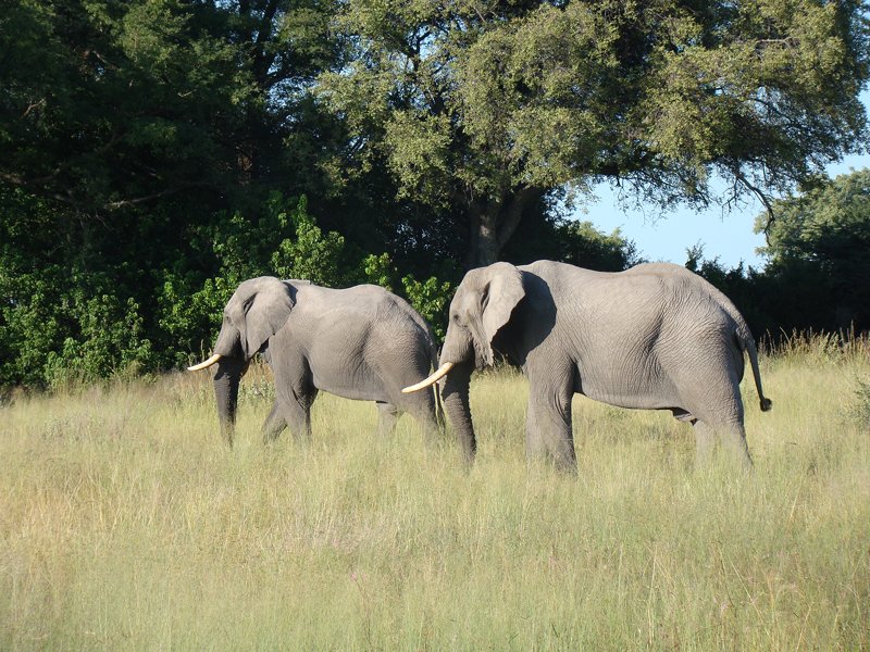Animals of Okavango Delta