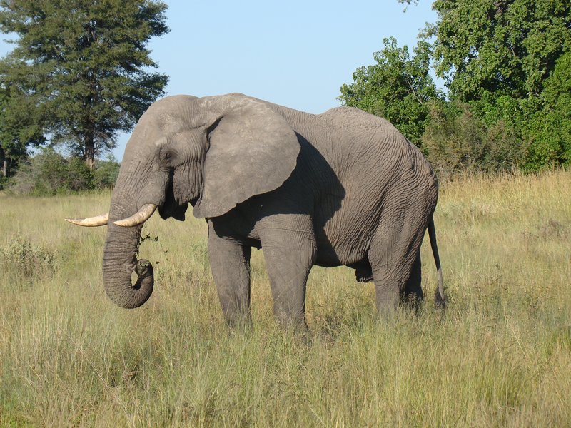 African bull elephant