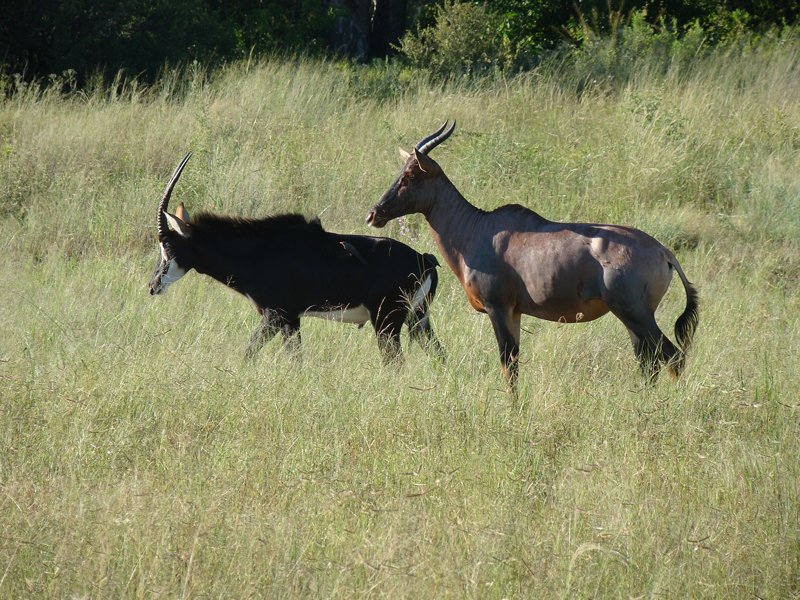 Wildlife Botswana