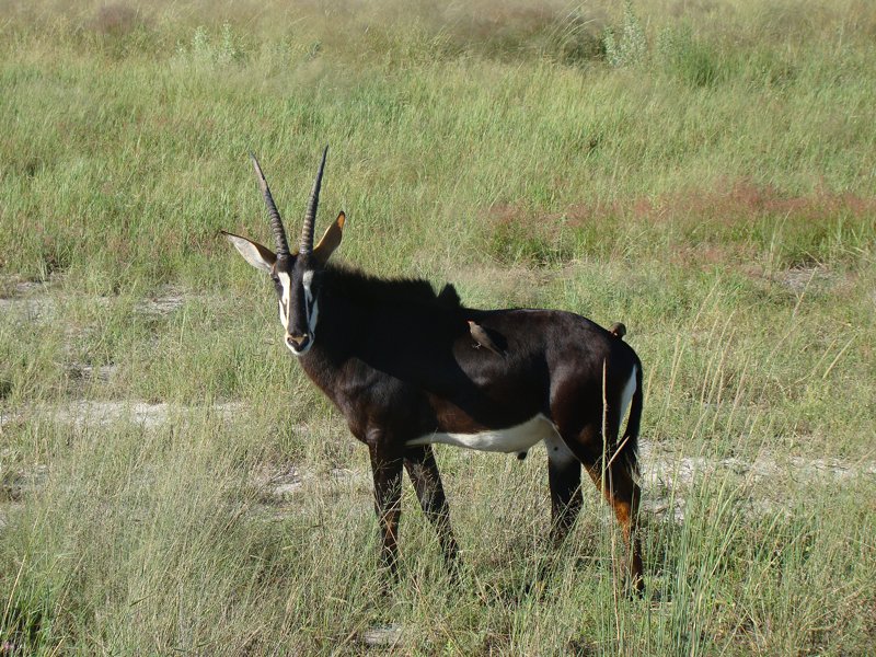 Animal photography Africa