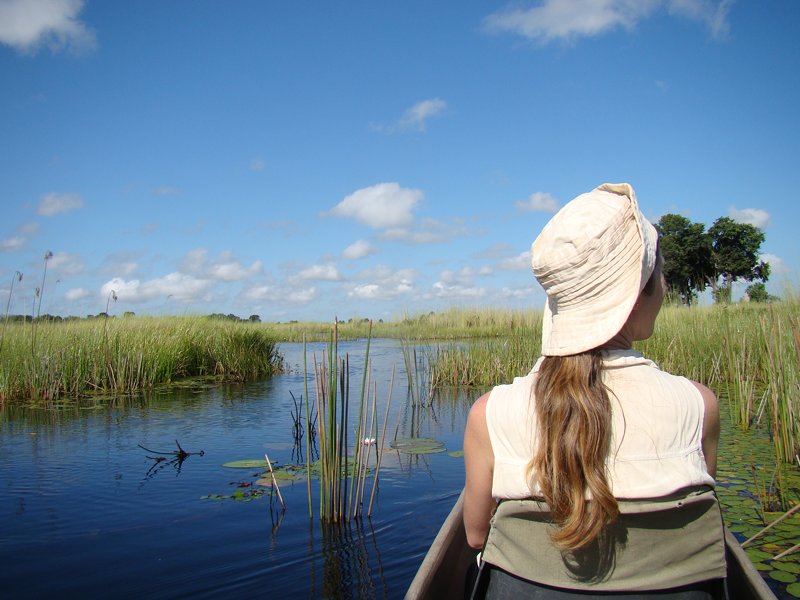 Water lilies Botswana