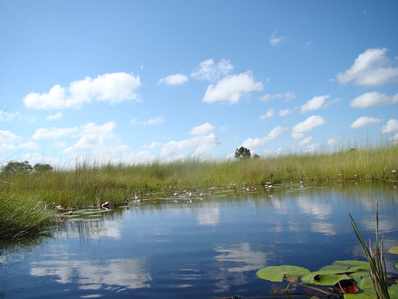 Walking safaris Okavango Delta