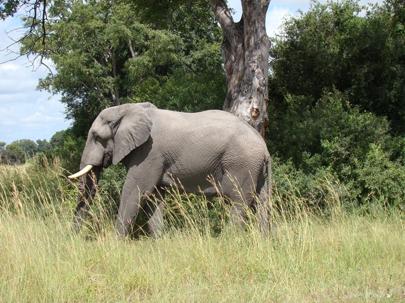 African Elephants in Botswana