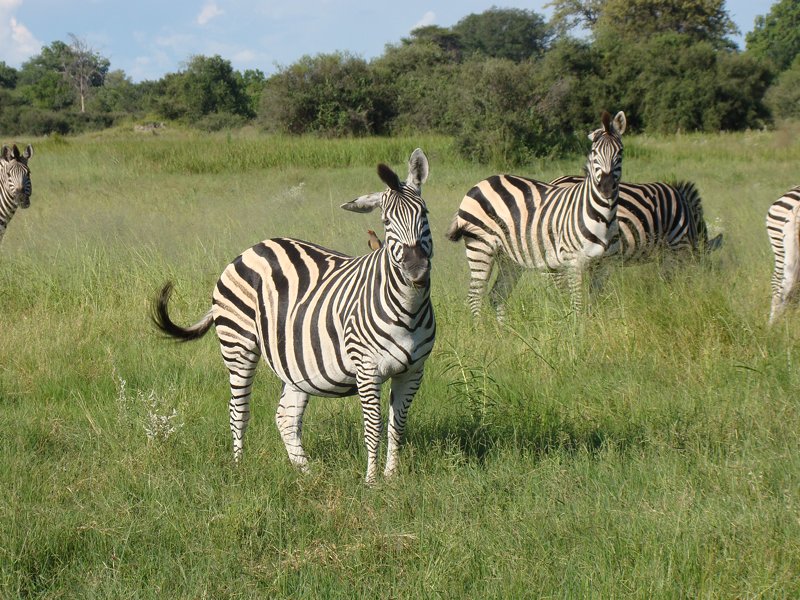 Zebras southern Africa