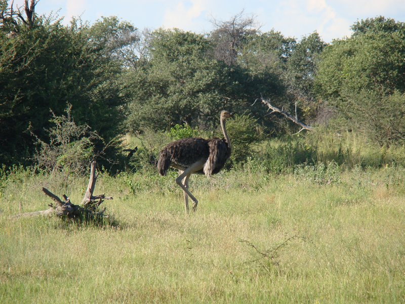 Ostrich farm Botswana