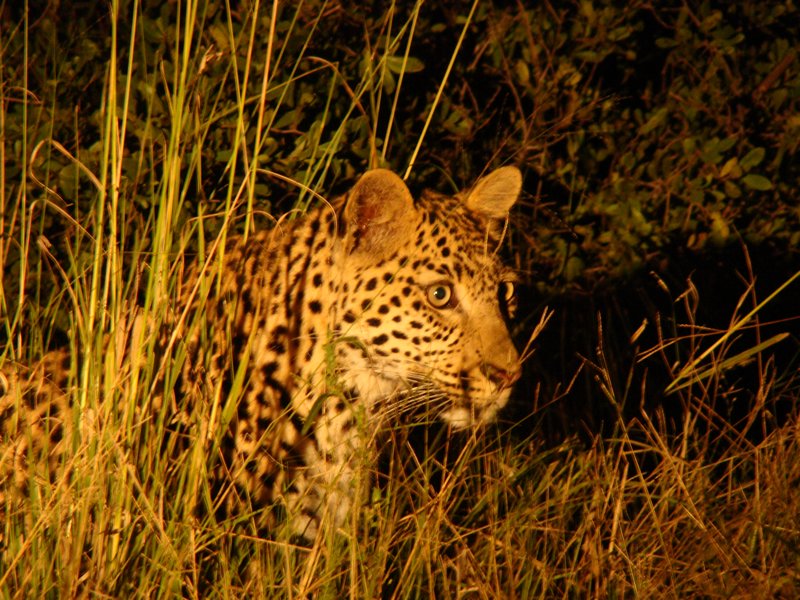 Leopard photography