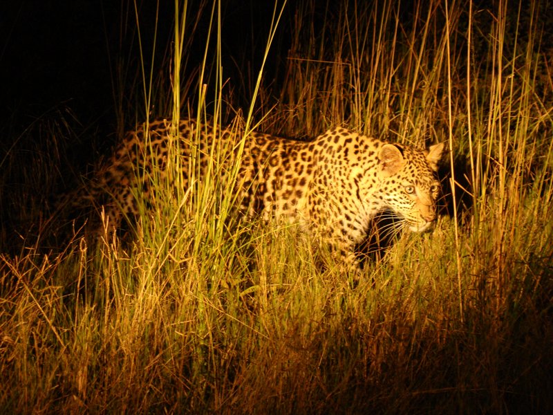 Night safaris Botswana