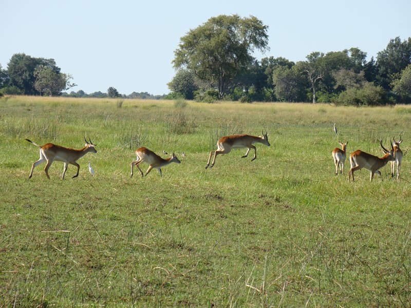 Walking Botswana