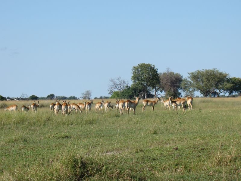 Animals of Botswana