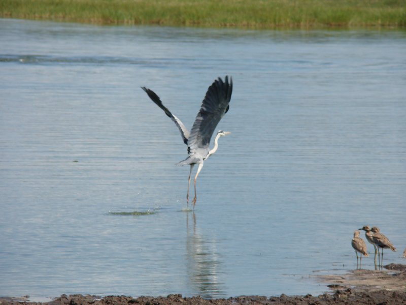 Birds Botswana