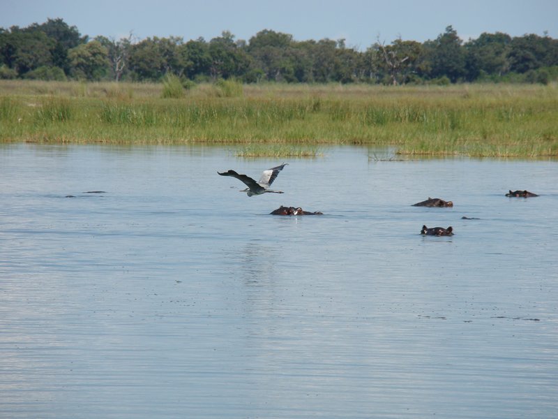 Ornitholgy southern Africa