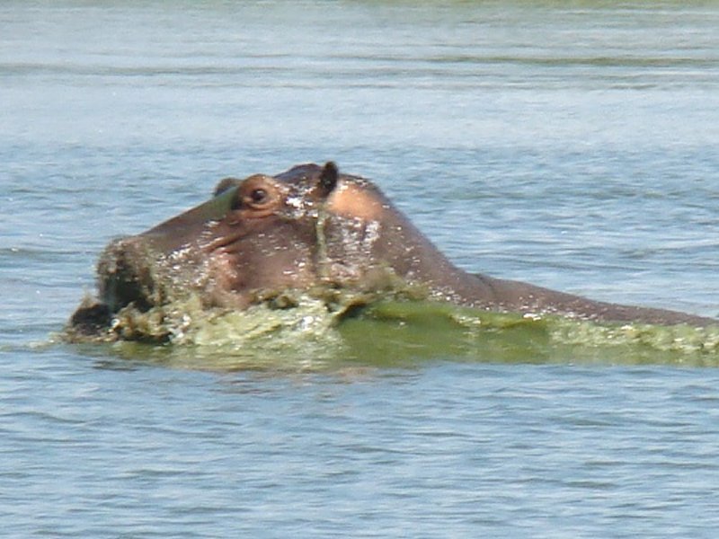 Botswana hippo pod