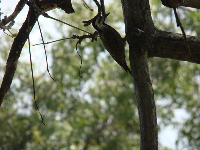 Woodpecker Botswana