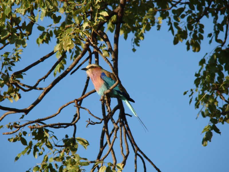 Bird watching Botswana