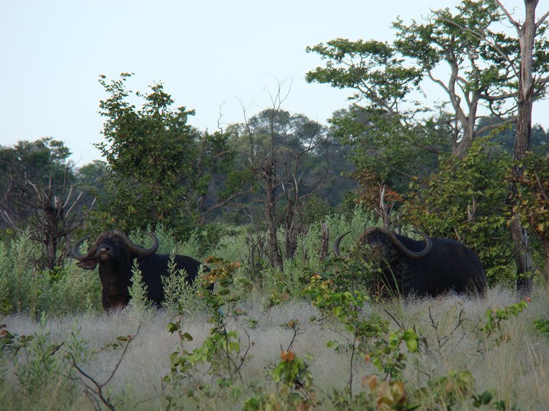 Buffalo Botswana