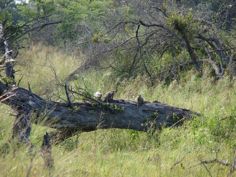 Safari Africa