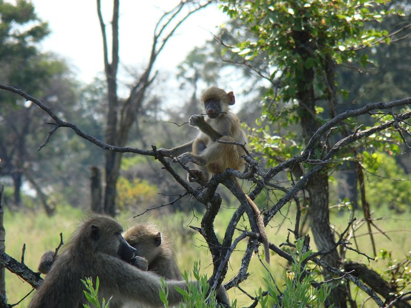 Baboons Africa