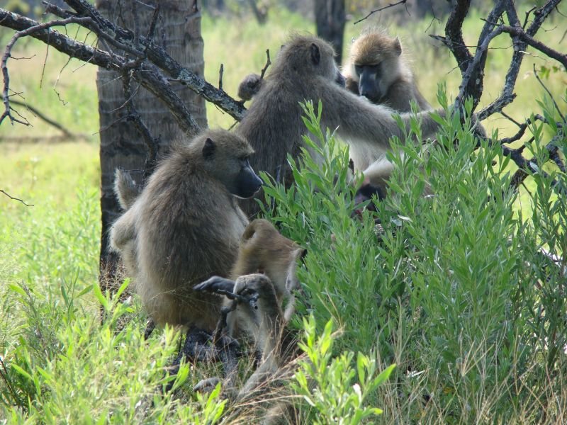 Monkeys Botswana