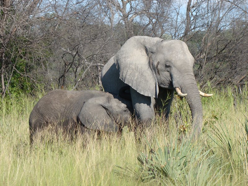 African calf elephant