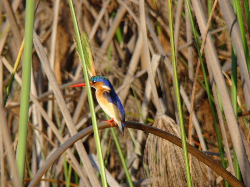  African Kingfisher