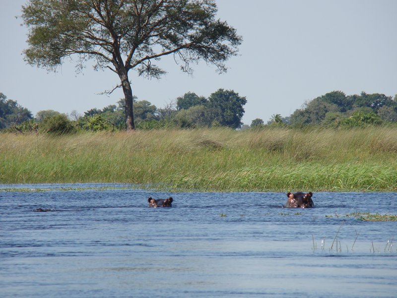 African hippopotamus