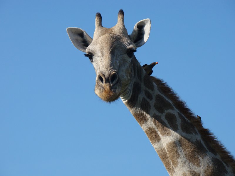 Giraffe photography