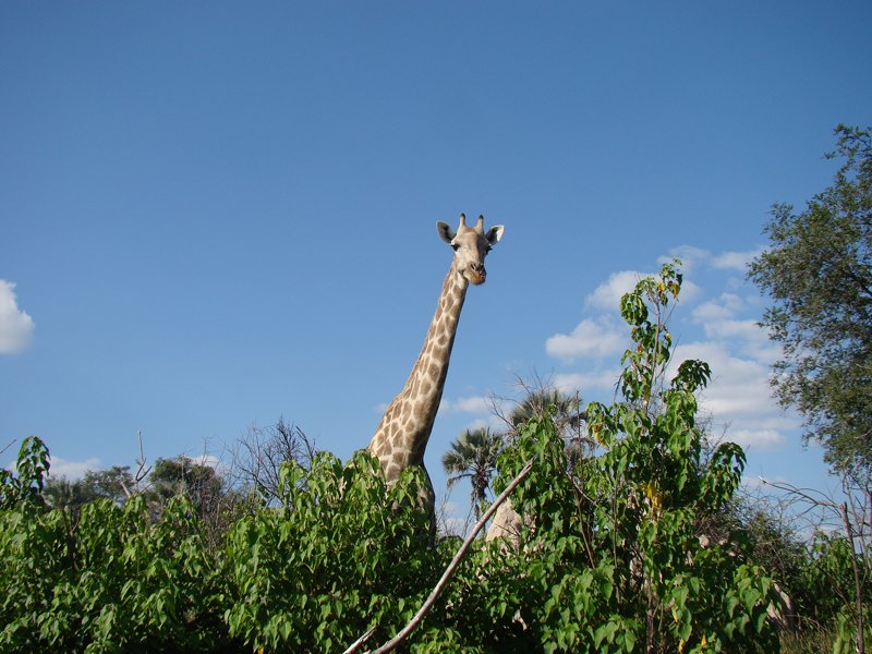 Giraffes Botswana