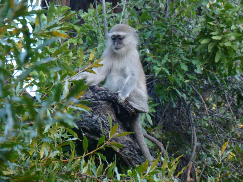 African Vervet monkey