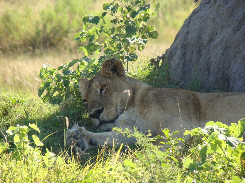 Tracking southern Africa