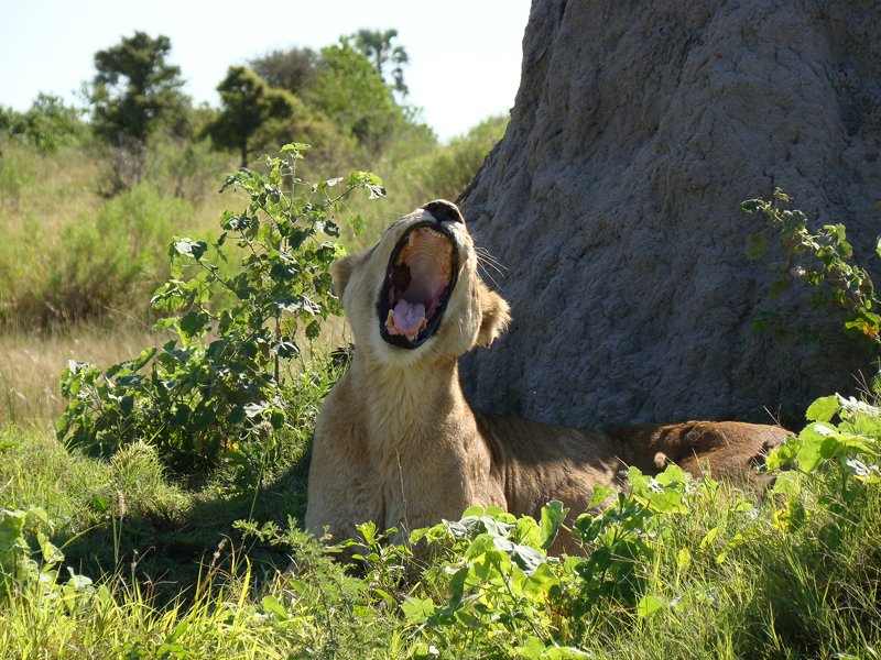 The big five Botswana